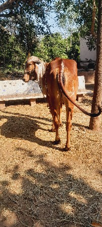 હોડકી વેચવાની છે