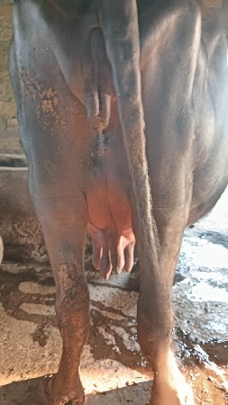 ઘરઘરાવ ભેંસ