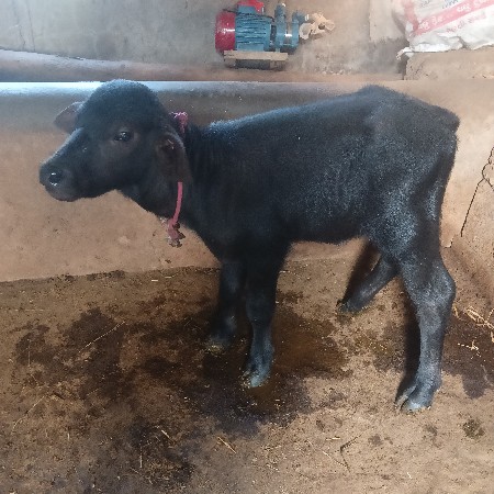 ભેંસ વેચવાની છે