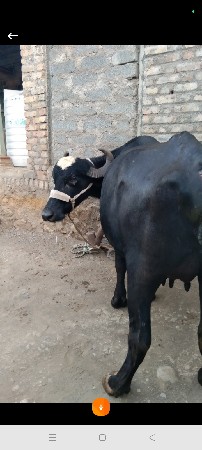 વેચવાની છે