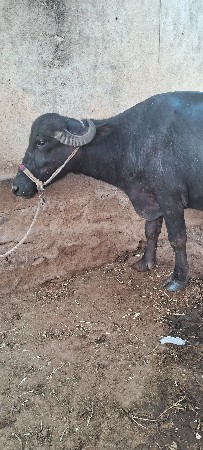 ભેંસ