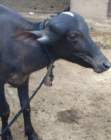 1.5 વર્ષ ની ગીર પાડી વેચવાની
