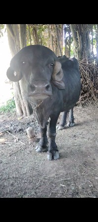 પેલુ વેતર ખડેલી વેચવાની છે