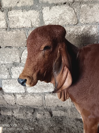 (  gir bull ) ગીર વાછડો આપવાનો છે