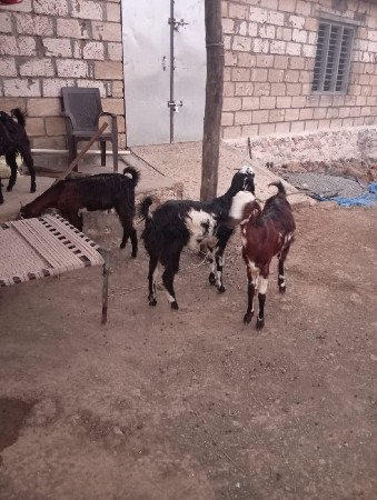 ૫ બકરી વેચવાની છે