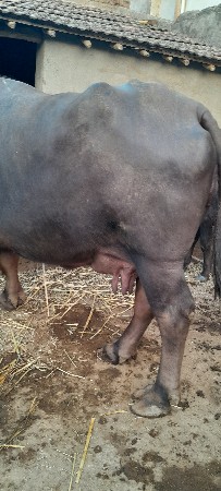 ,વેતર 3