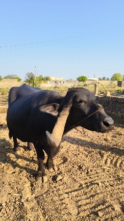 વેસવાનિ છે