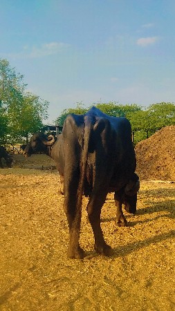 ભેંસ વેચવાની છે