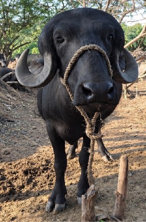 પાડો વેચવાનો હે