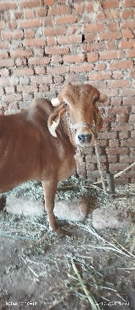 ગાય વેચવાની છે