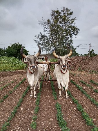 બળદ વેચવાના છે જવાબદારી સાથે