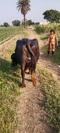 3ભેંસ વેચવાની છે