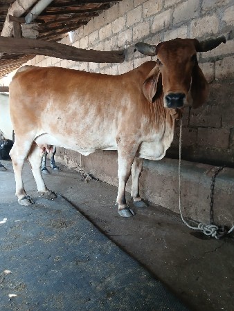 ક્રોસ જરશી ગાય વેચવાની છે