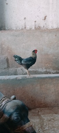 murgo vechvano chhe