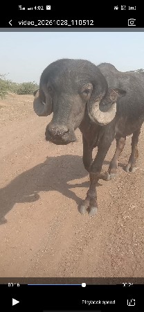 પાડો અને ખડેલિ બંને સાથે