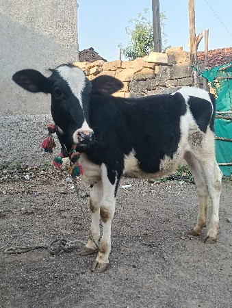 એસબ વાચડી વેસવાની છે