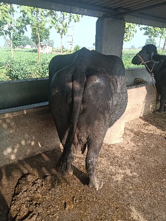 3 વેતર વયાસે