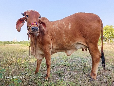 હોડકી વેચવાની