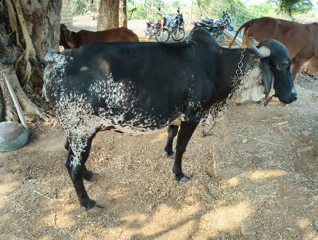 ગાય