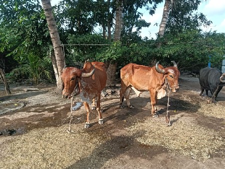 બડધ વેચવાના છે