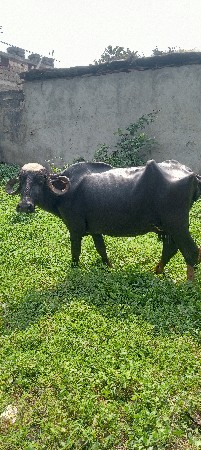 ભેંસ વેસવાની છે