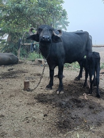 ખળેલી વેચવાની છે
