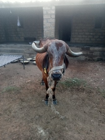 ટોટલી જવાબદારી થી વેશવાની છે