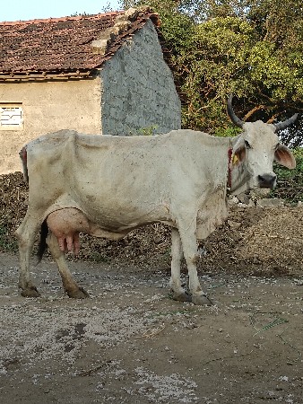 જર્સી ગાય વેચવાની