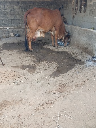 ગીર