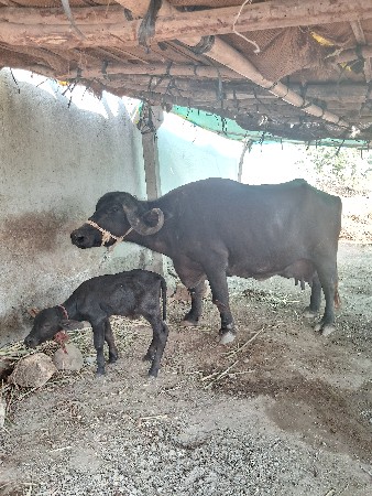 વેચવાણી