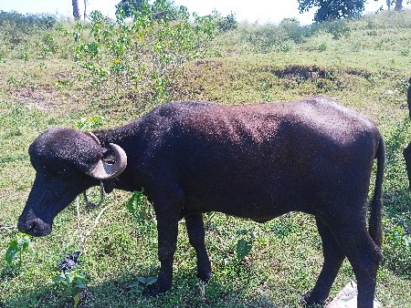 જાફરાબાદ