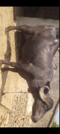 ભેંસ વેચવાની છે