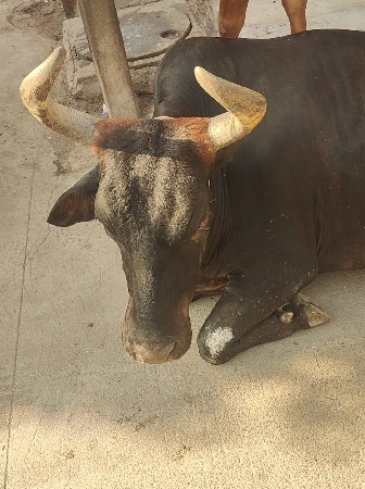 ગાય વેચવાની છે....