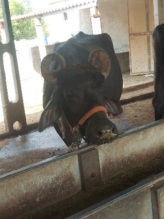 મુરઘી વેચવાની છે