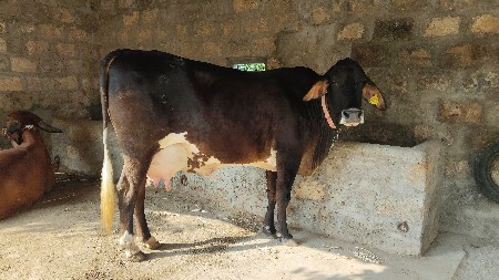 ગાય