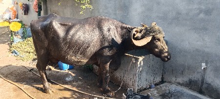 ભેસ વેચવાની છે વેતર 3