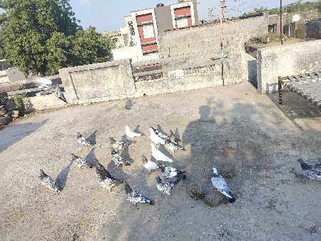 કબૂતર વેચવાના છે