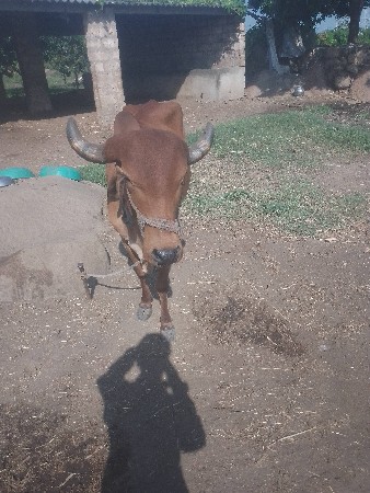 રાજુ