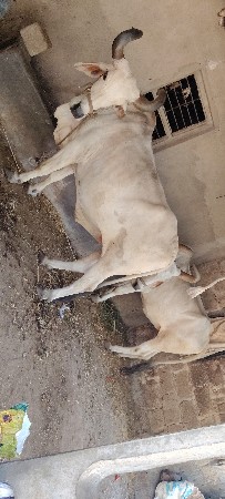 બળદ વેચવાના છે