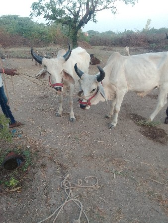 ગોઢલા વેચવાના છે