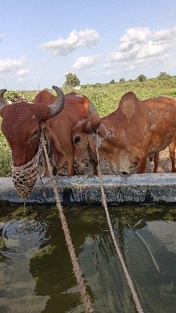 બળદ વેચવાના છે  પેલું ધરના