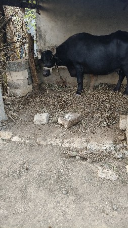 ભેંસ વેચવાની છે