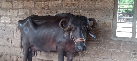 ભેંસ વેચવાની છે