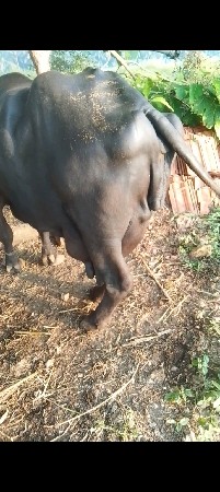 ભેશ વેસવાની છે
