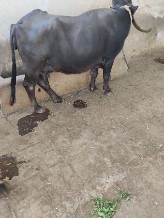 ભેંશ નવ મયના ગાભણ