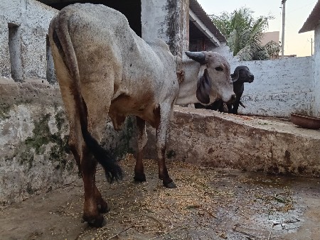 નિલડિ હોડકિ વેચવાની છે