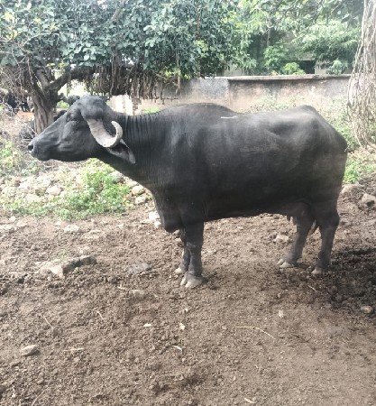 ટોટલ જવાબદારી થી દેવાની છે
