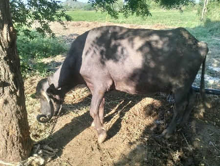 ભેંસ વેચવાની છે.