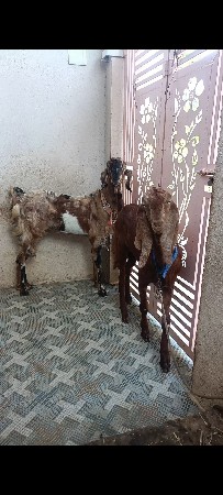 ek path ek gabhin bakri