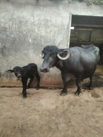 ભેંસ વેચવાની છે